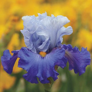 Cubs Win It Bearded Iris Seeds